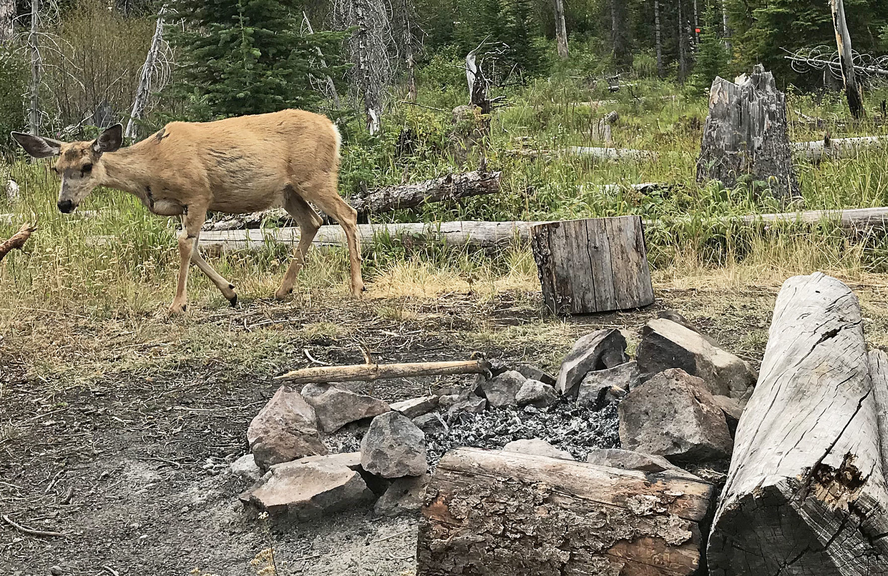 Camp visitor